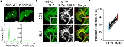 Optical Sensors and Actuators for Probing Proximity-Dependent Biotinylation in Living Cells